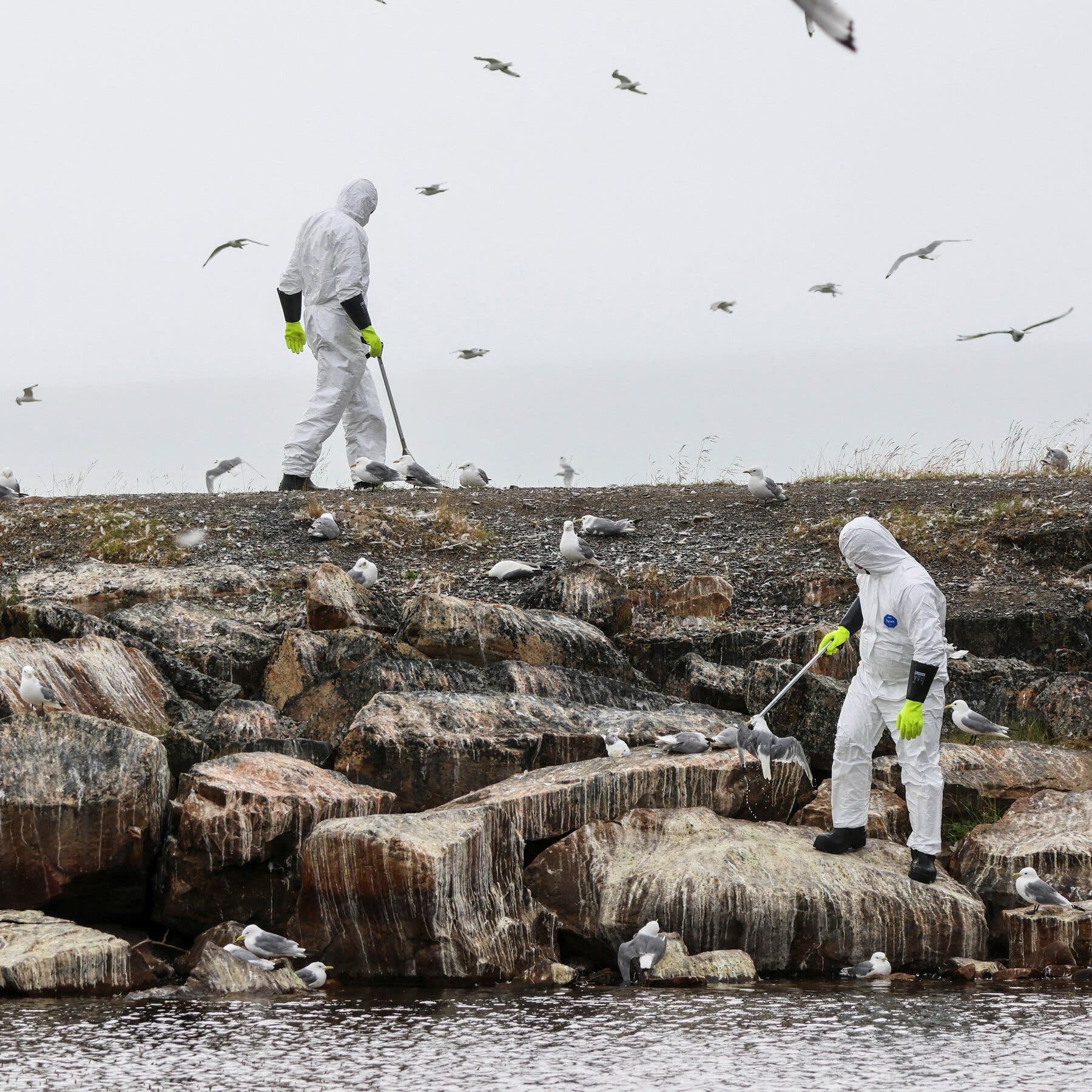 EUA registram primeira morte pelo vírus H5N1