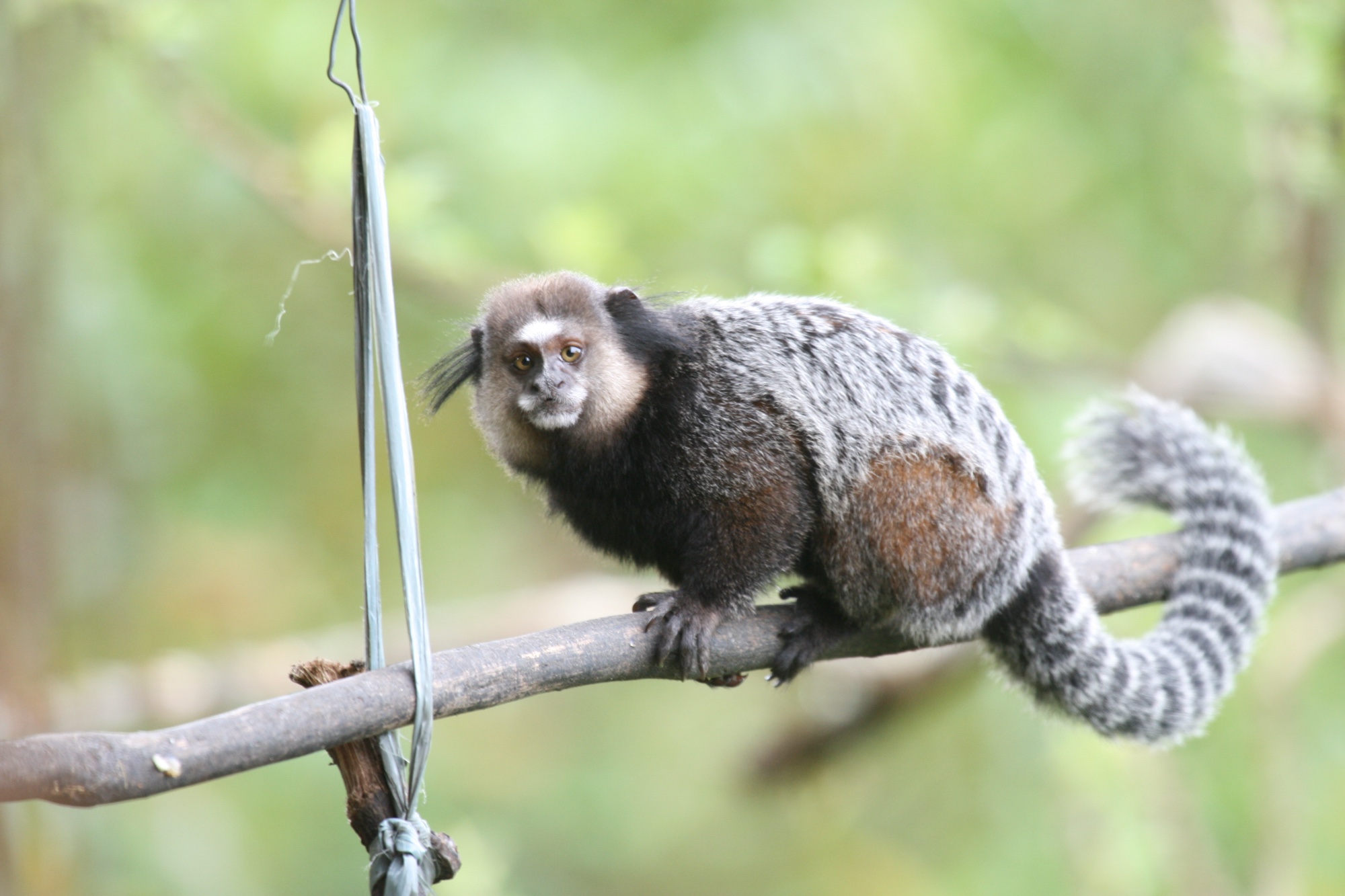 Morre mulher atacada por sagui em Pernambuco, vítima de raiva, doença de alta letalidade