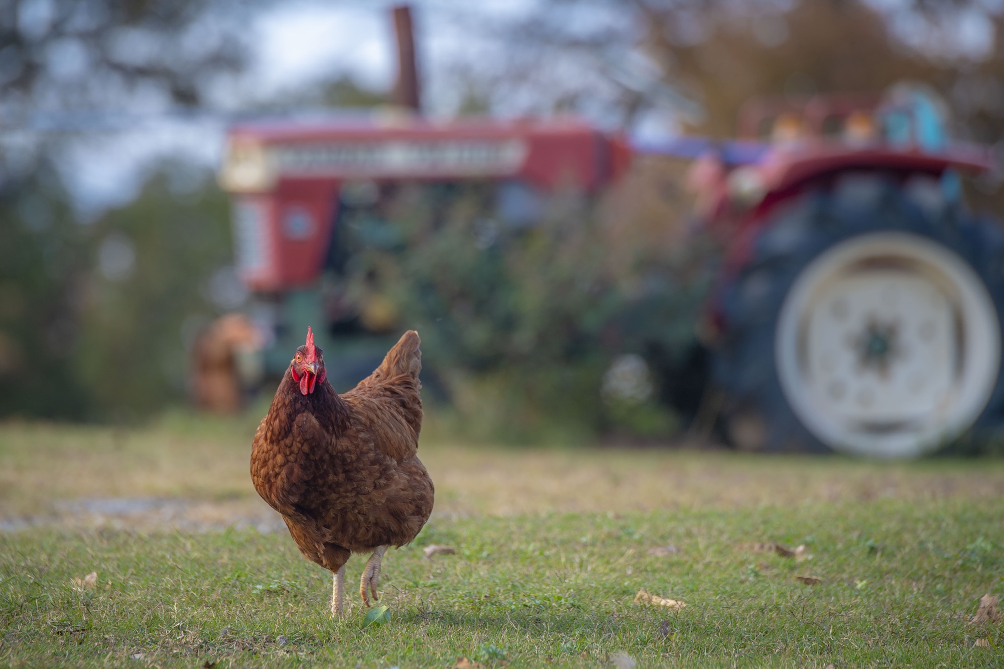 Gripe aviária é descoberta em granja no RS e não é transmitida pelo consumo