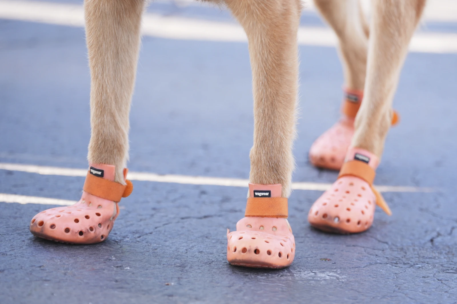 Cães farejadores usam botinhas contra o calor no Mundial de Clubes