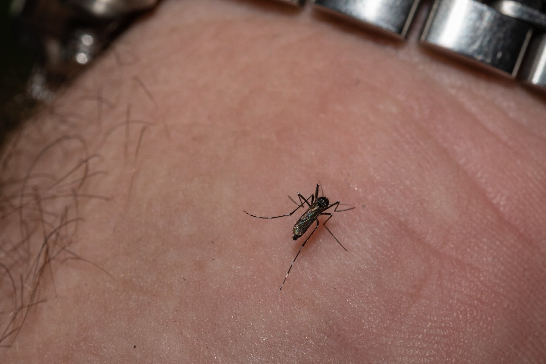 Combate à dengue: Brasil inaugura maior biofábrica de mosquitos