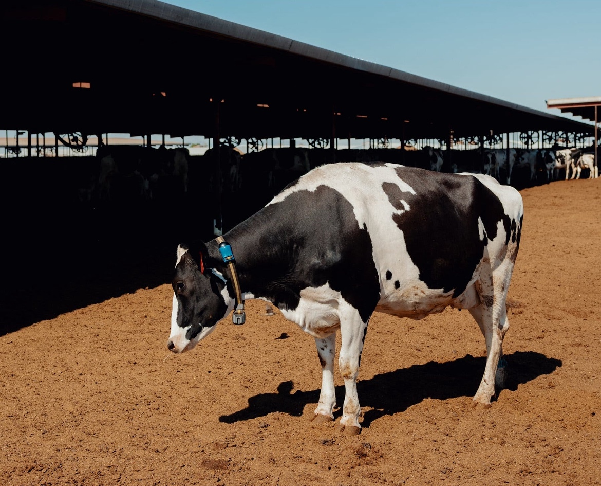 China aplica tarifa de até 55% sobre a carne bovina do Brasil